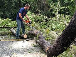 Best Fruit Tree Pruning  in Penhook, VA