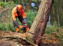 Best Utility Line Clearance  in Penhook, VA