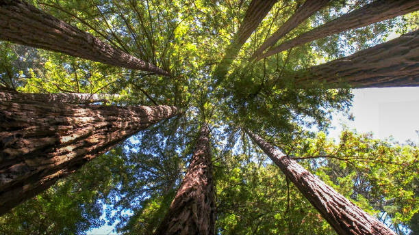 Best Tree and Shrub Care  in Penhook, VA