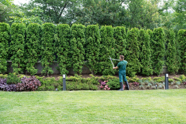 Best Lawn Renovation and Restoration  in Penhook, VA