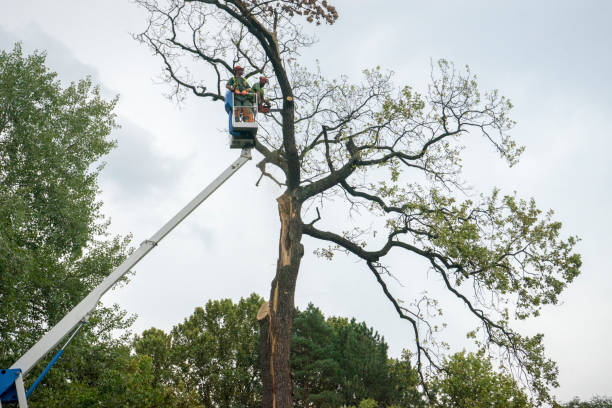 Best Tree Removal  in Penhook, VA