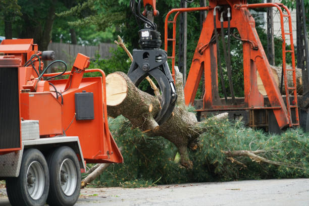 Best Emergency Tree Removal  in Penhook, VA
