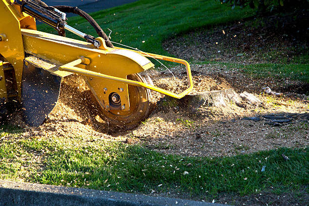 Best Lawn Seeding  in Penhook, VA