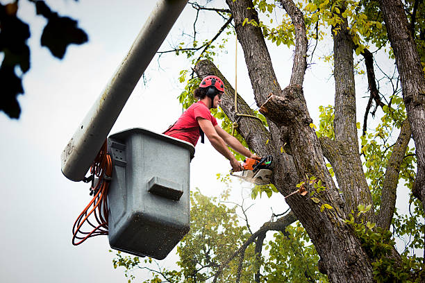 Best Tree Mulching  in Penhook, VA