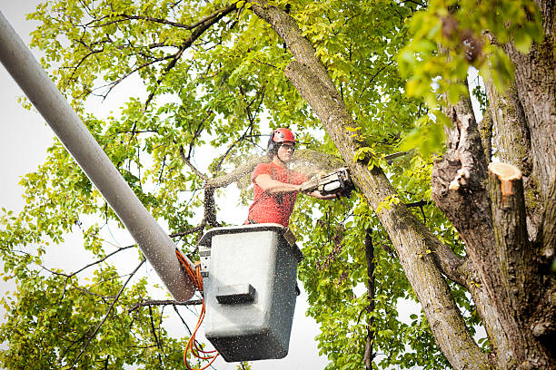 Best Tree Health Inspection  in Penhook, VA